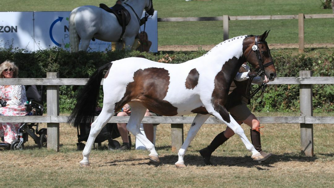 Coloured pony Shemika Snip is trotting round the ring at the 2026 Royal International Horse Show