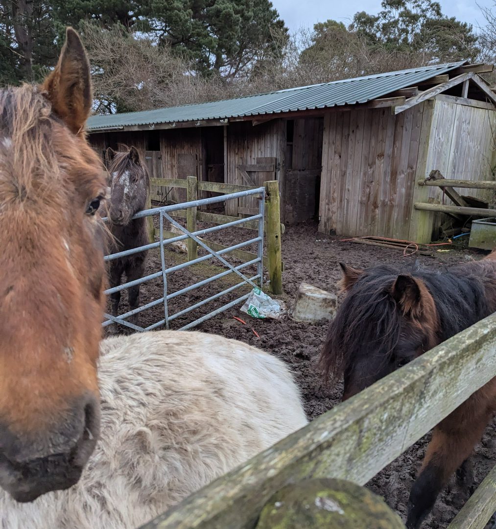 Neglected horses in a field