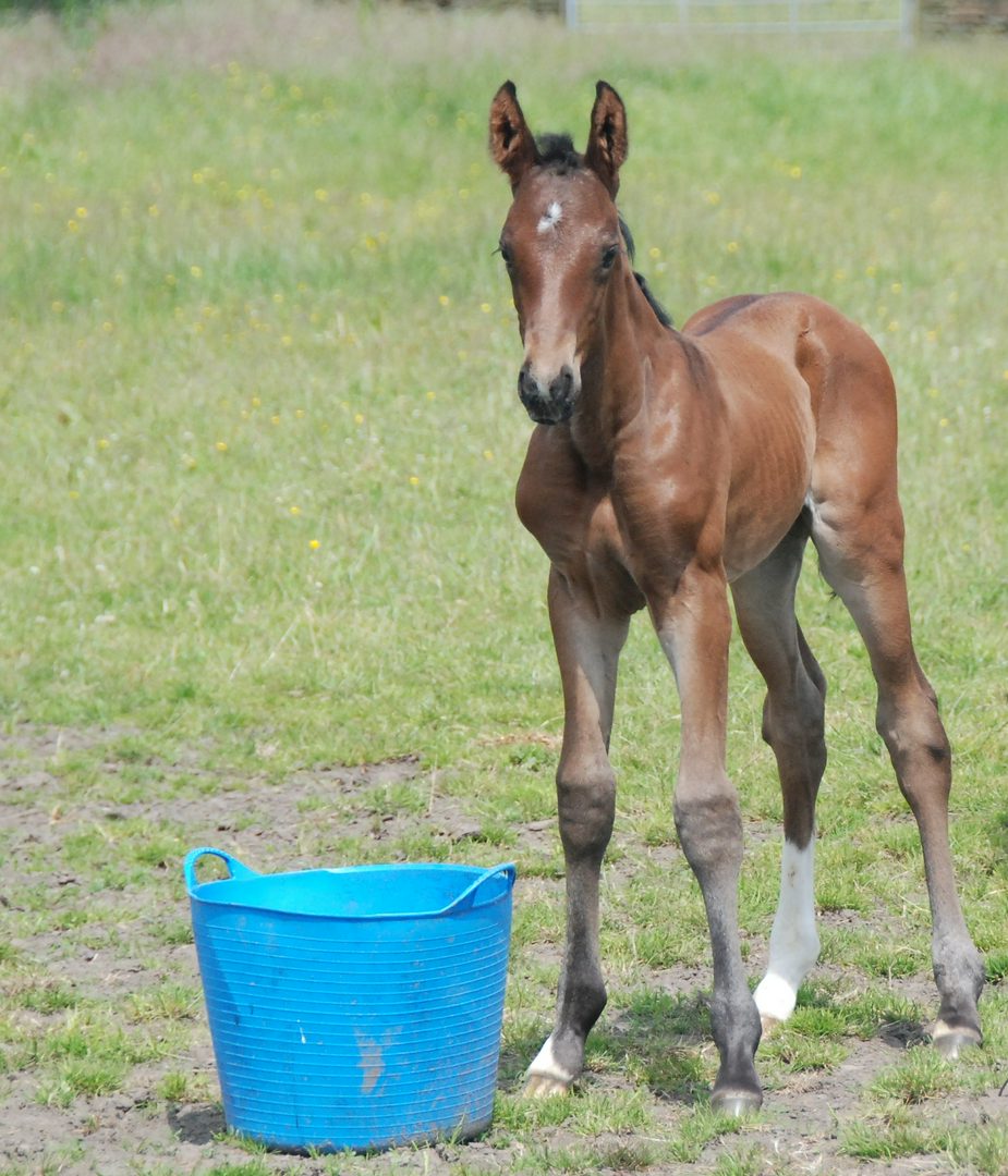 Jagerbomb as a foal, in the field next to a large bucket