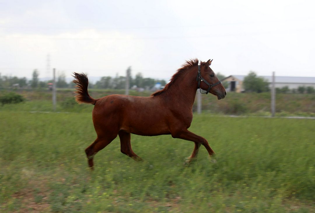 چهار نعل: نریان عرب خالص ایرانی