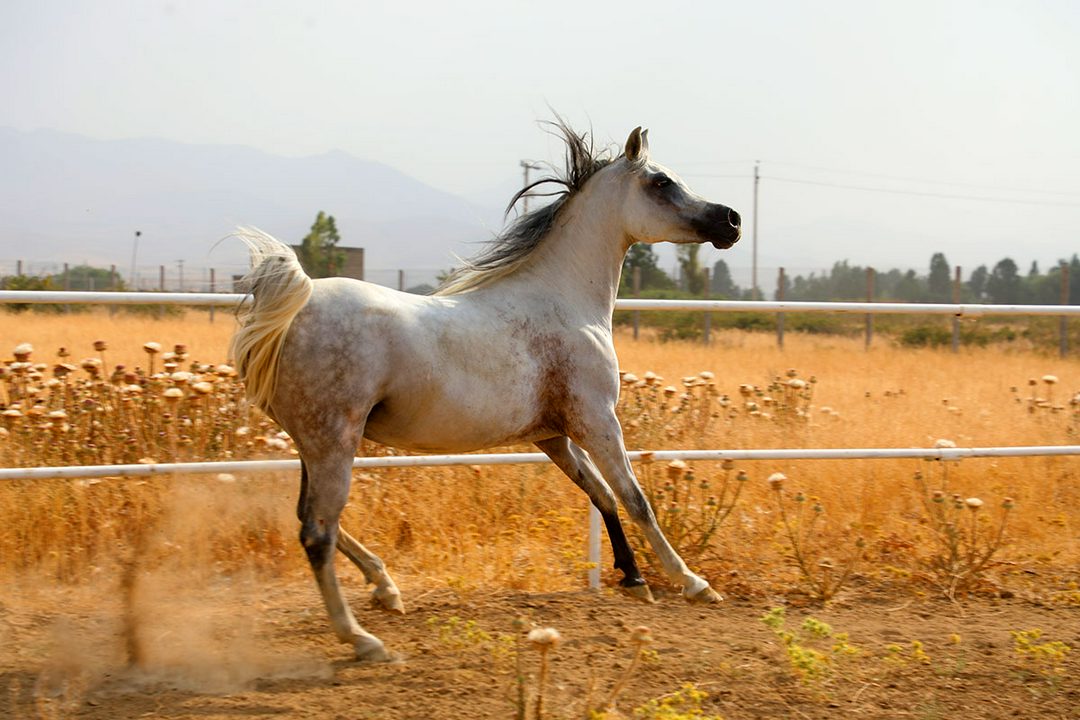 چهار نعل: مادیان عرب مصری