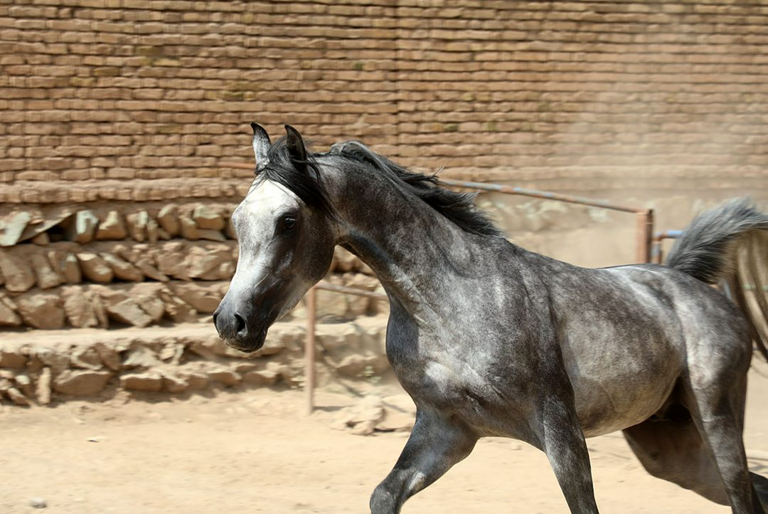 چهار نعل: اسب نریان عرب مصری