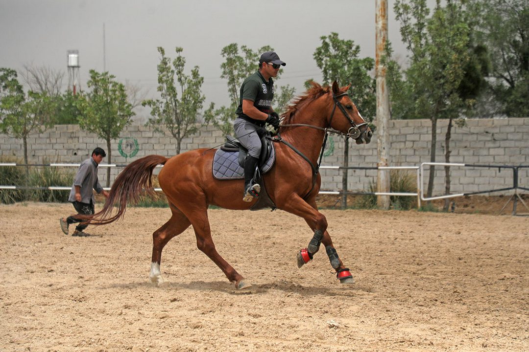 چهار نعل: نریان پرشی دوسر وارداتی