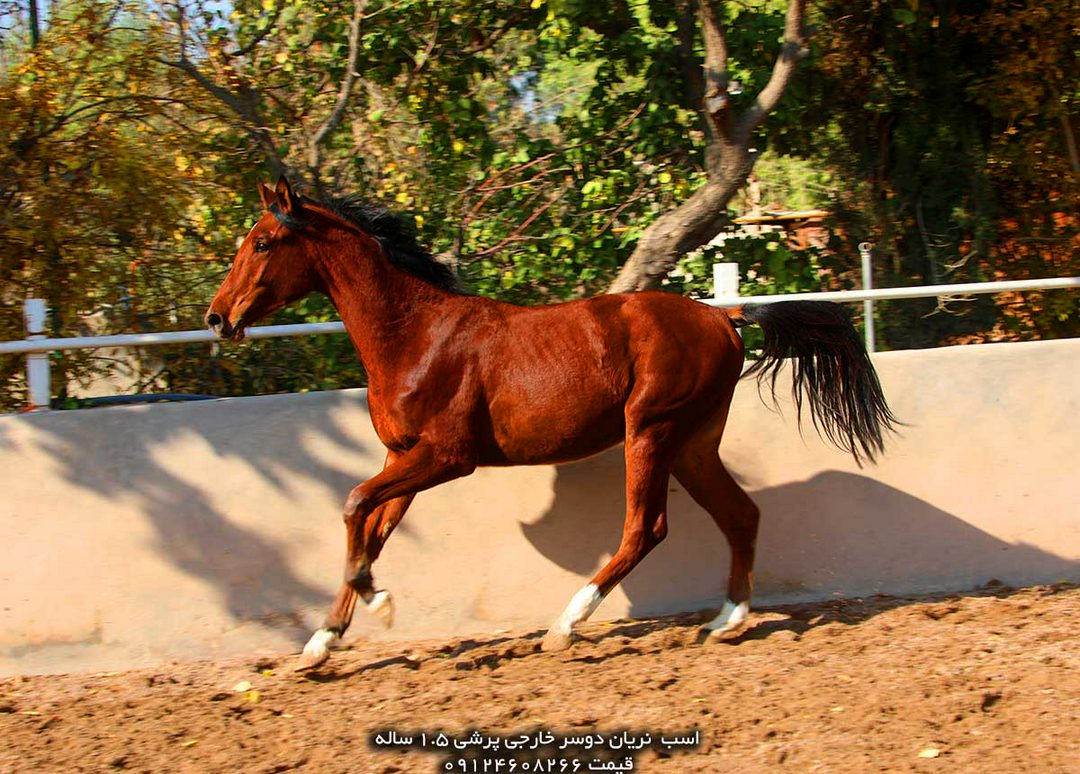 چهار نعل: اسب دوسروارداتی پرشی kwpn کره 1.5 ساله