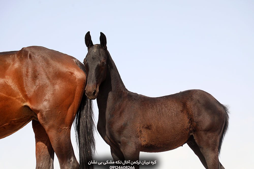 چهار نعل: خرید کره اسب اصیل ترکمن مشکی