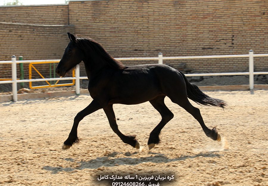 چهار نعل: خرید کره اسب فریزین