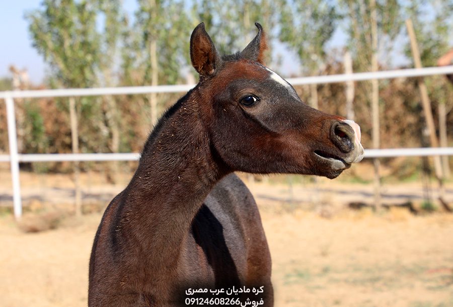 چهار نعل: کره مادیان عرب مصری