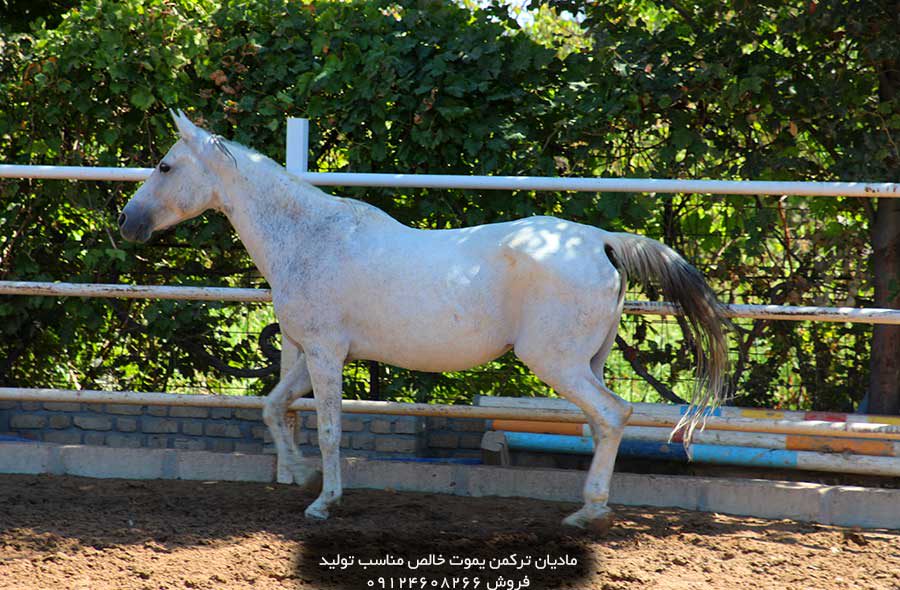 چهار نعل: مادیان ترکمن یموت خالص