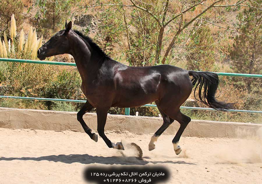 چهار نعل: اسب اصیل ترکمن آخال تکه پرشی مادیان