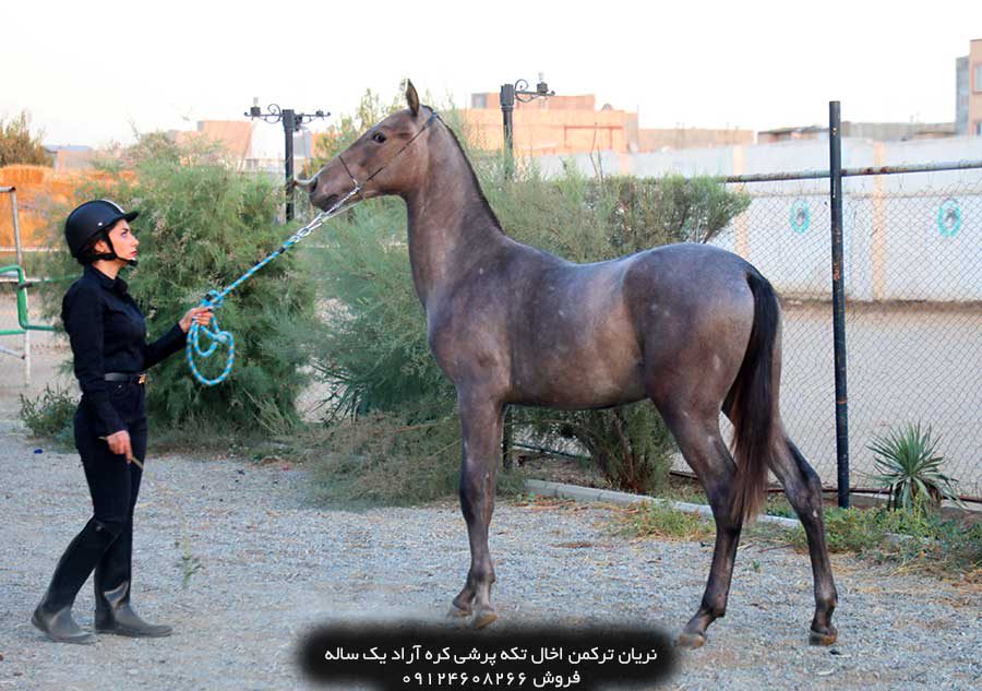 چهار نعل: اسب نریان ترکمن خالص آخال تکه پرشی 1ساله