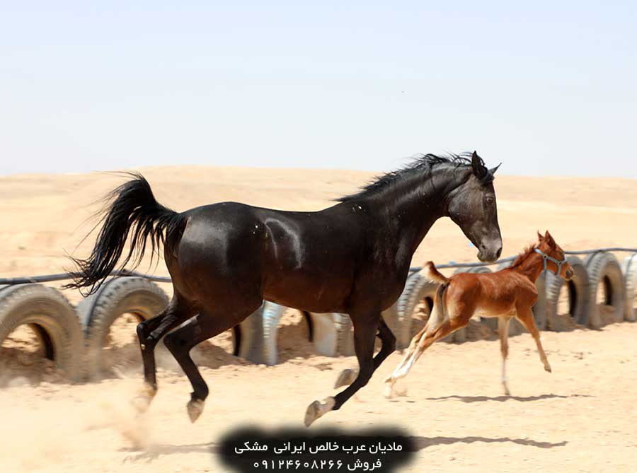 چهار نعل: مادیان عرب خالص ایرانی مشکی