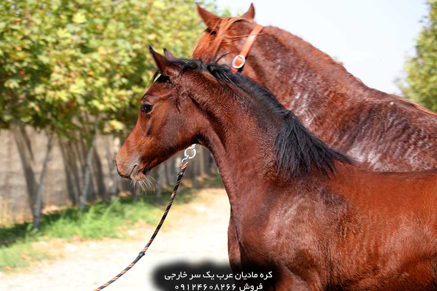 چهار نعل: کره مادیان عرب مصری یک سر خارجی