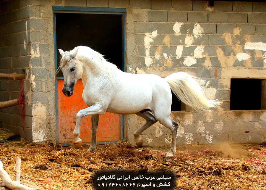 چهار نعل: سیلمی عرب خالص ایرانی گلادیاتور