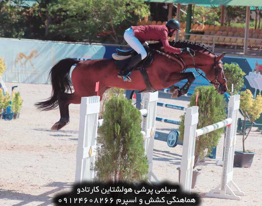 چهار نعل: سیلمی پرشی هولشتاین کارتادو
