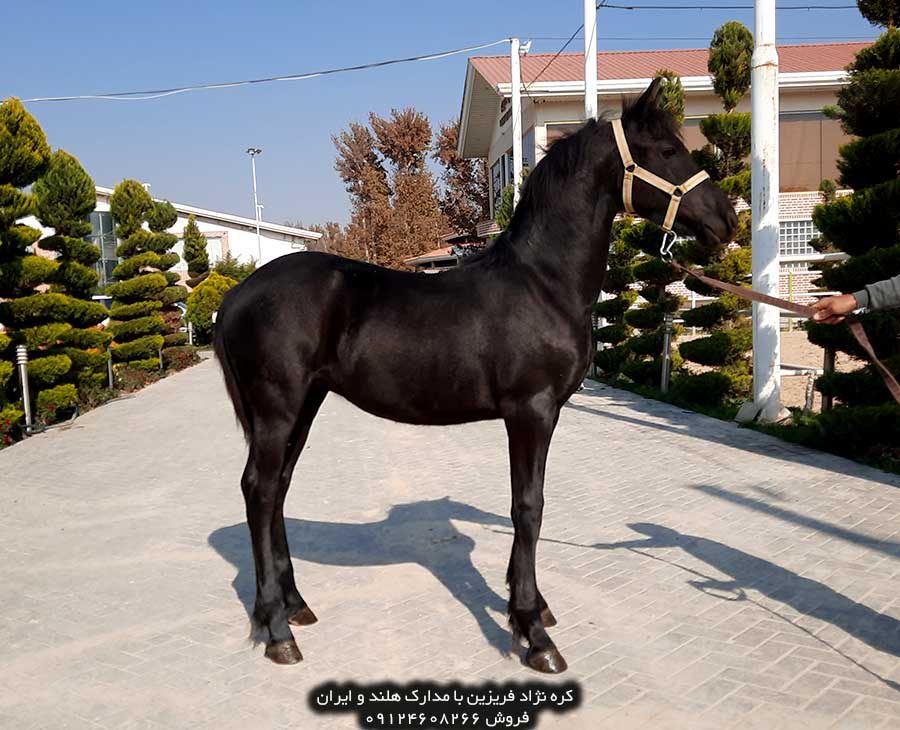 چهار نعل: قیمت اسب فریزین