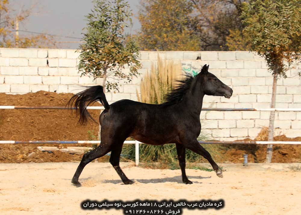 چهار نعل: کره مادیان عرب خالص ایرانی کورسی