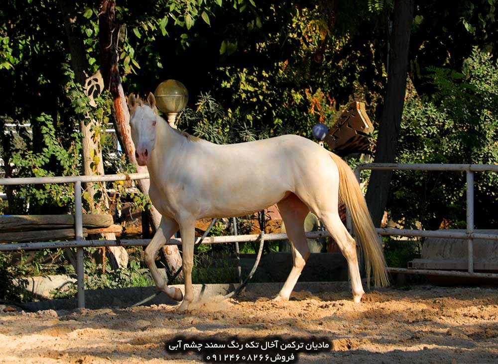 چهار نعل: مادیان ترکمن سمند اخال تکه چشم آبی