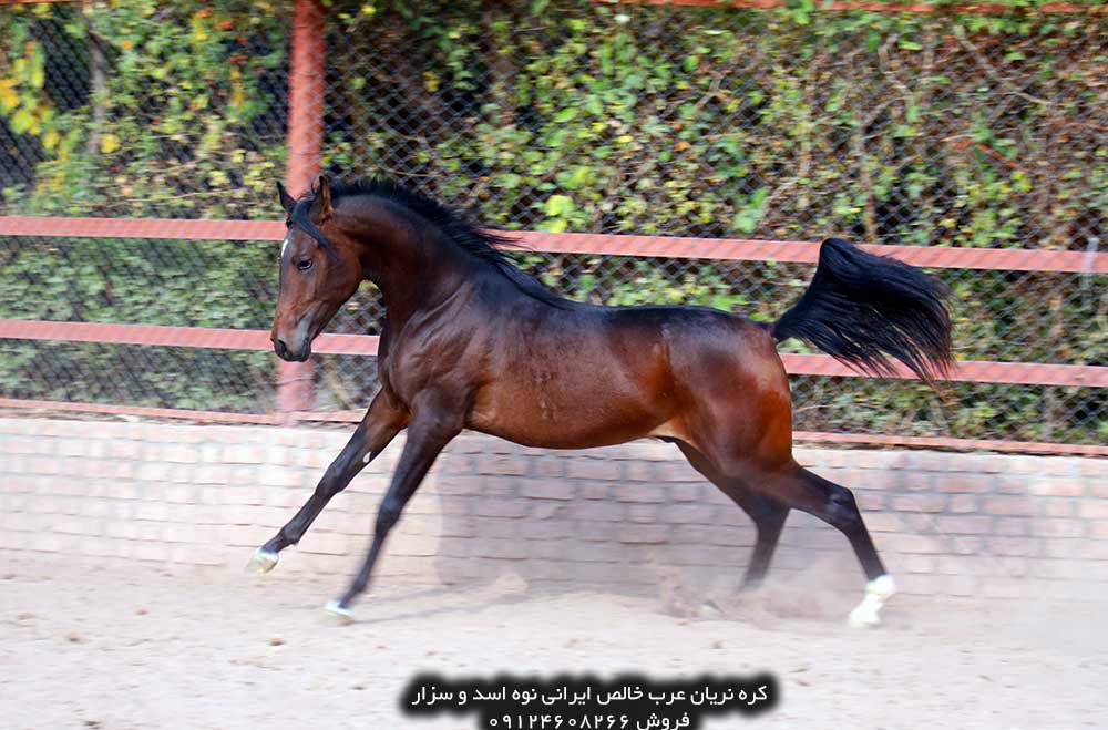 چهار نعل: اسب نریان عرب خالص ایرانی