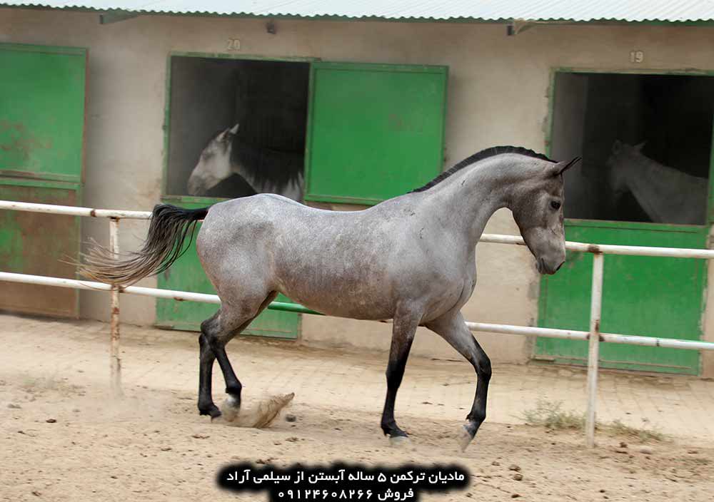چهار نعل: خرید اسب ترکمن مادیان کره آراج