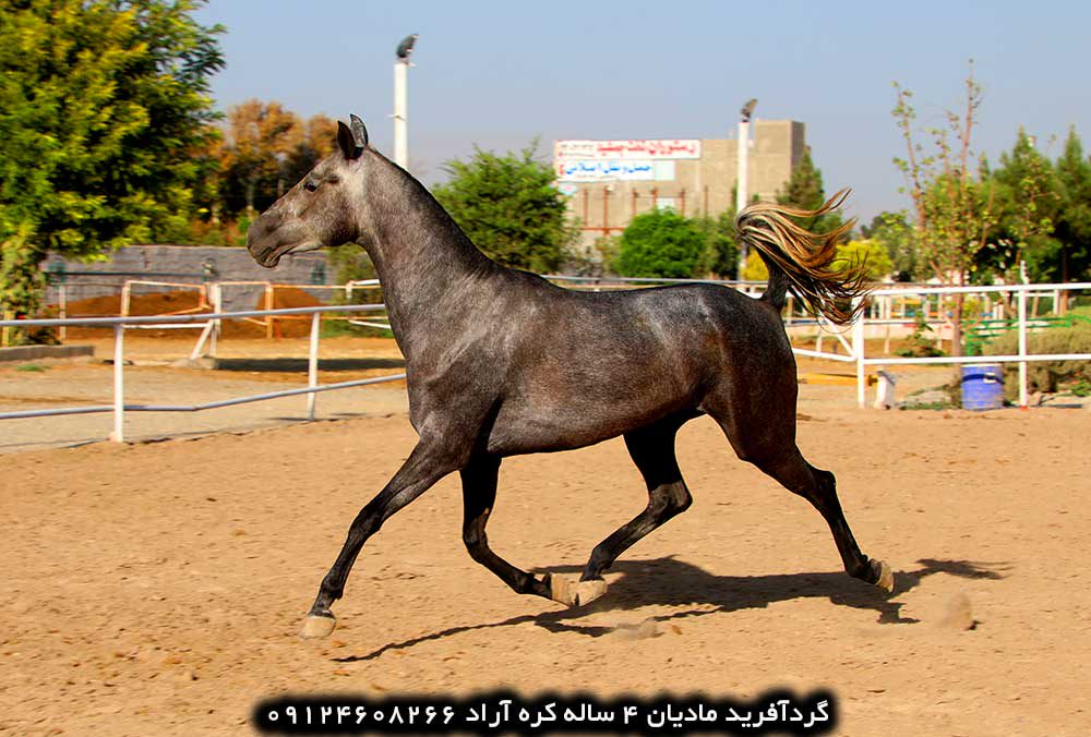 چهار نعل: اسب ترکمن آخال تکه مادیان کره آراد