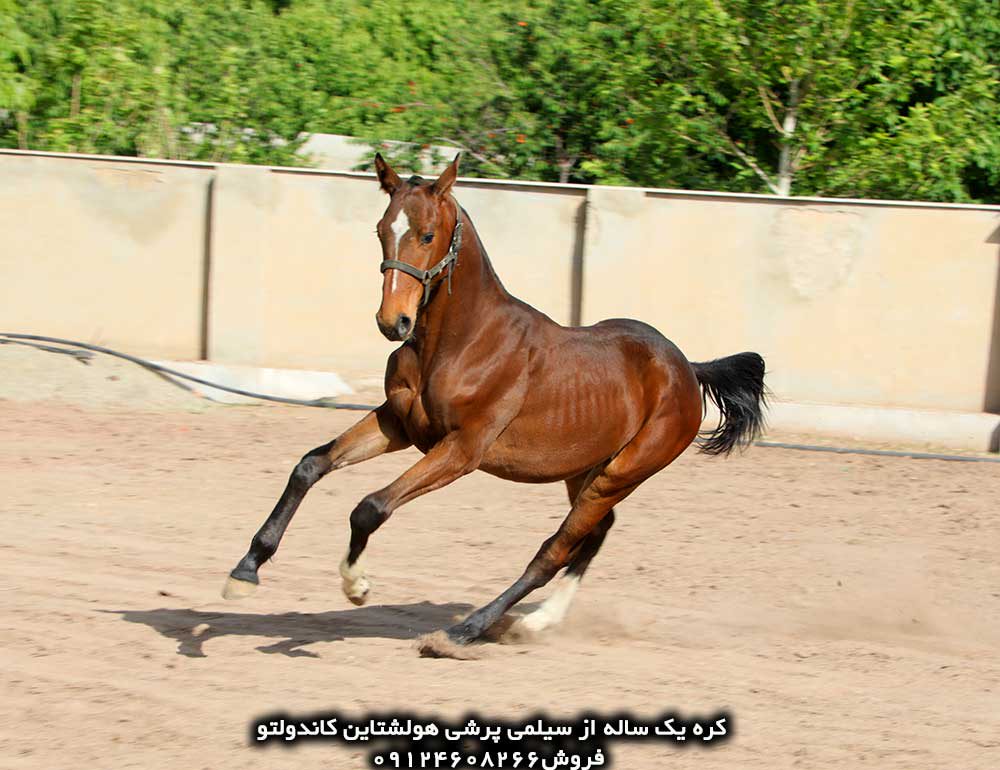 چهار نعل: خرید اسب پرشی دوسرخارجی هلشتاین یکساله
