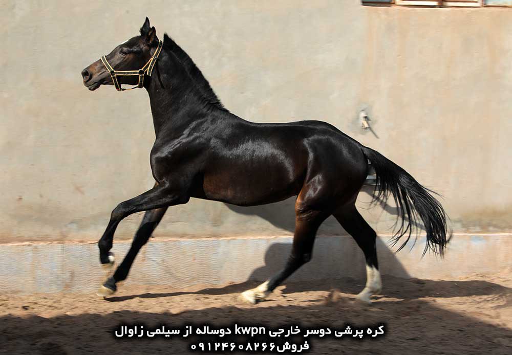 چهار نعل: خرید اسب پرشی دوسرخارجی kwpn دو ساله
