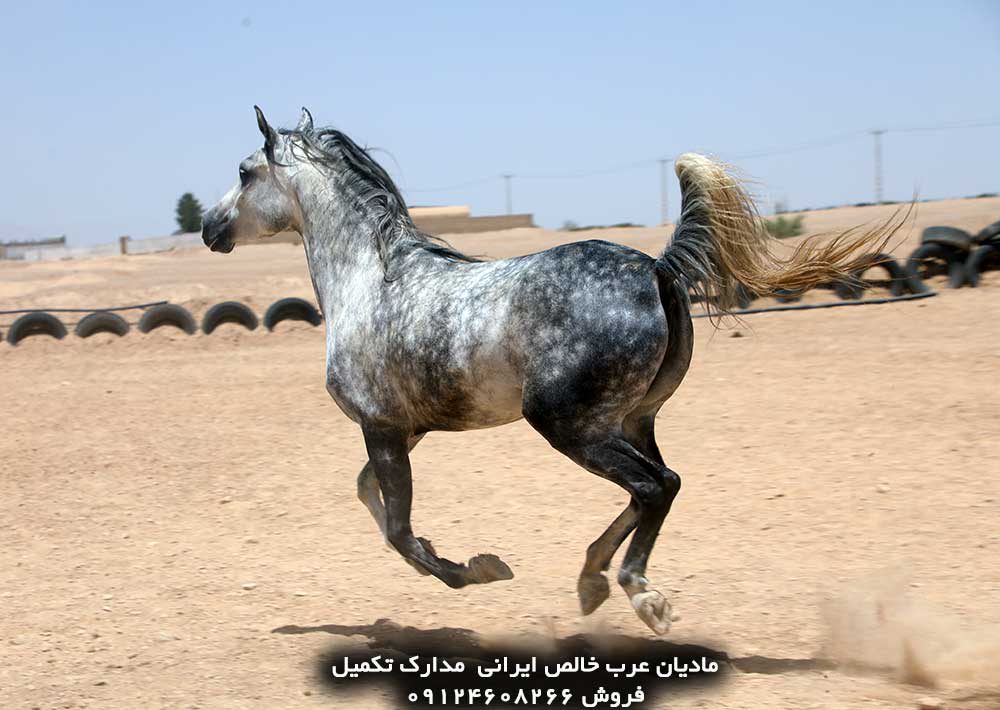 چهار نعل: فروش مادیان عرب خالص ایرانی