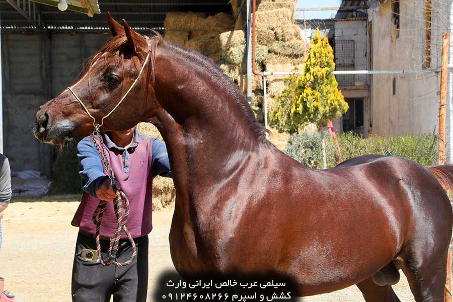 چهار نعل: اسب سیلمی عرب خالص ایرانی وارث جهت کشش