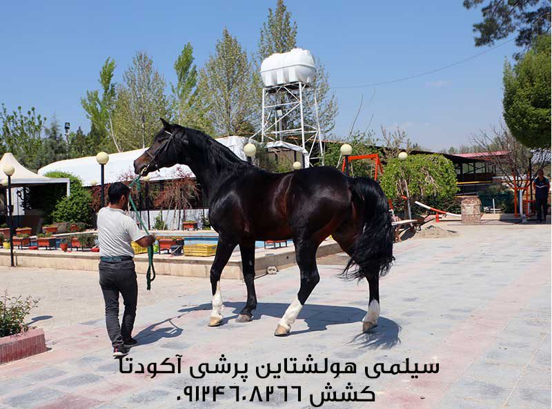 چهار نعل: اسب سیلمی پرشی هلشتاین آگودتا