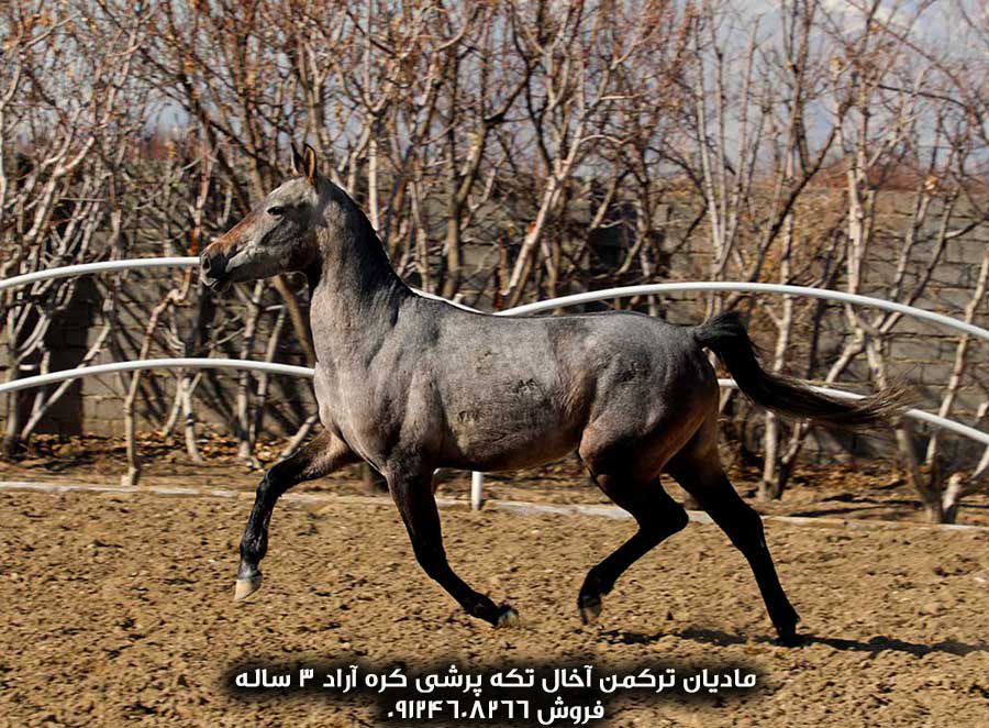 چهار نعل: خرید مادیان ترکمن آخال تکه
