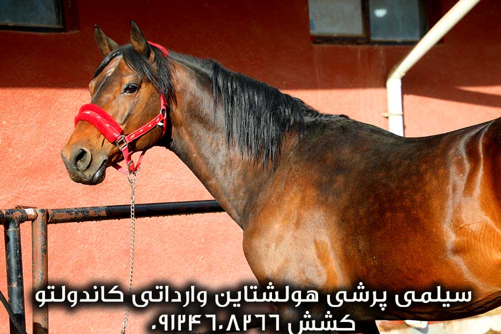 چهار نعل: اسب سیلمی پرشی هولشتاین کاندولتو کشش