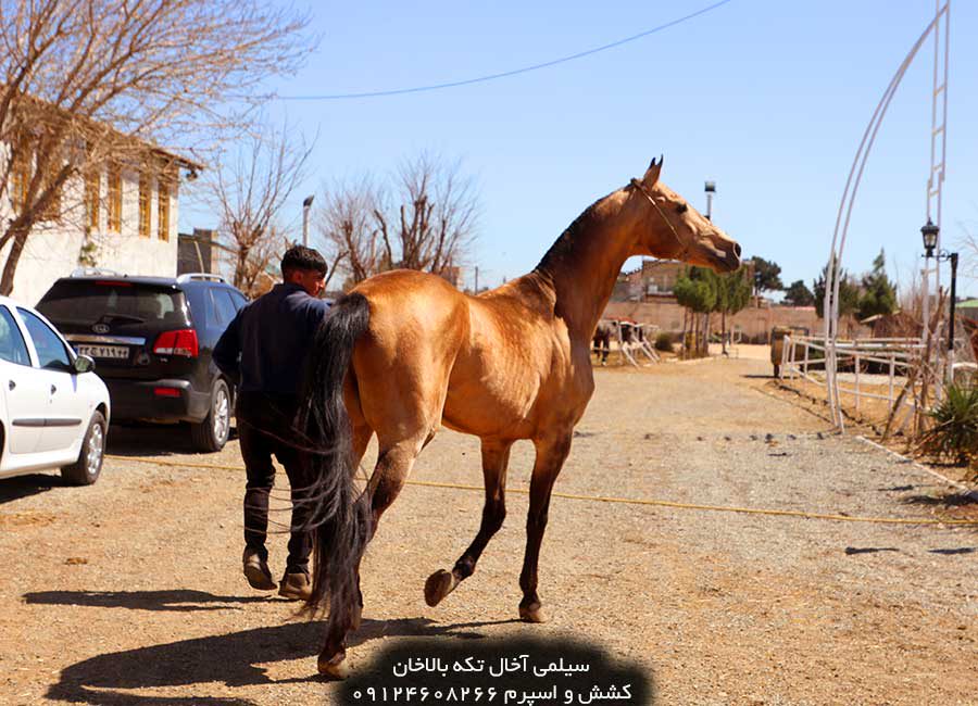 چهار نعل: سیلمی ترکمن آخال تکه بالاخان