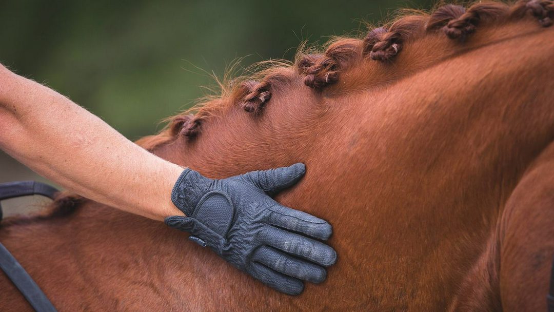 چهار نعل: British Equestrian از برنامه‌های آینده خود برای ارتقای رفاه اسب‌ها رونمایی کرد