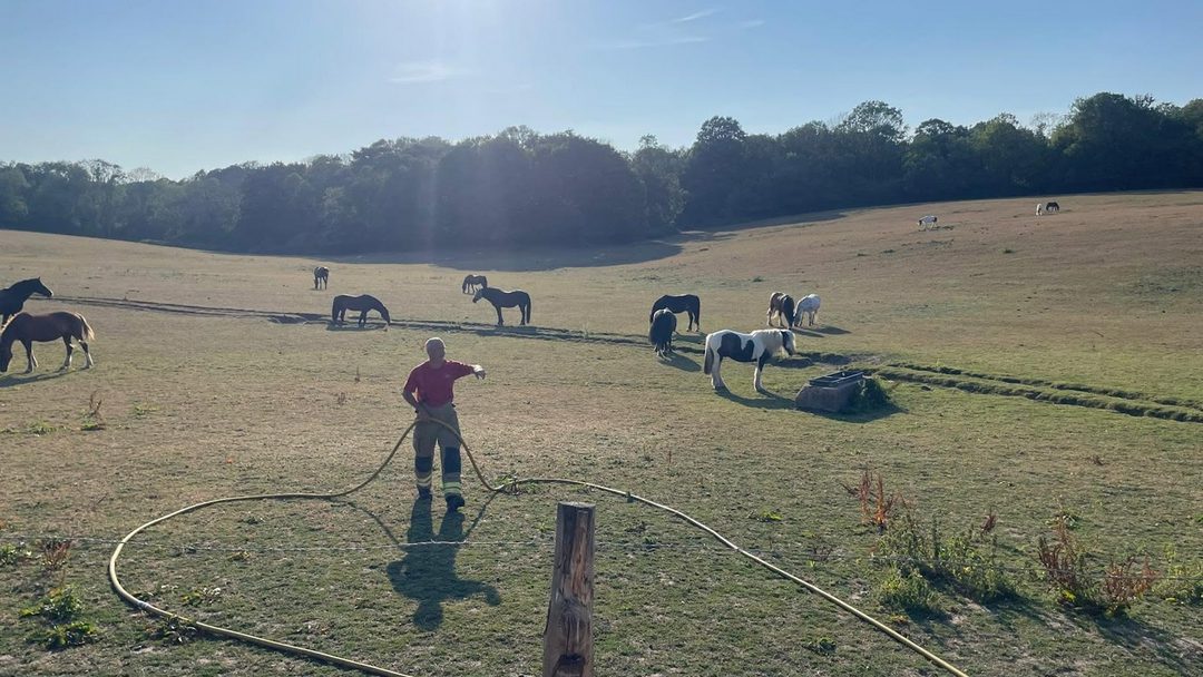 A firefighter in a field with horses