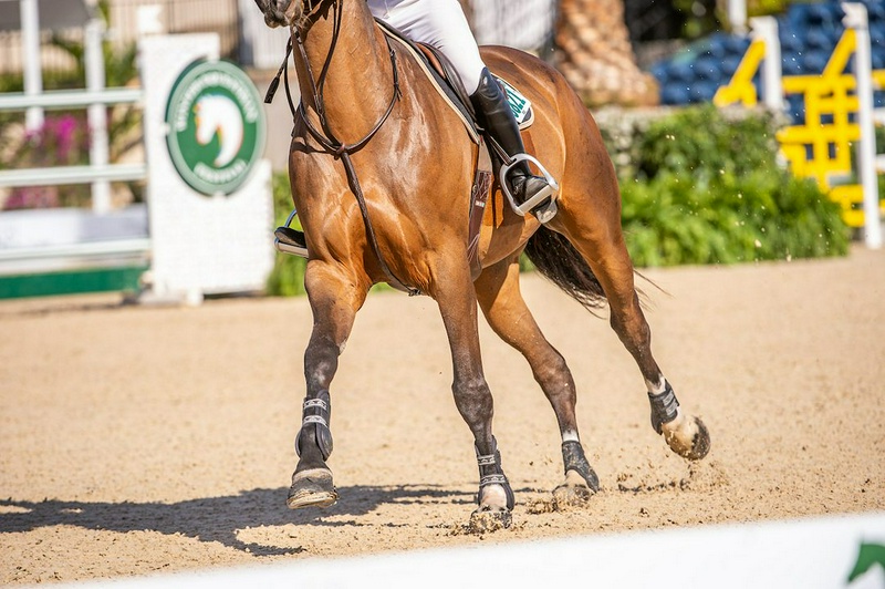 چهار نعل: How lowering the heel too much damages jumping posture