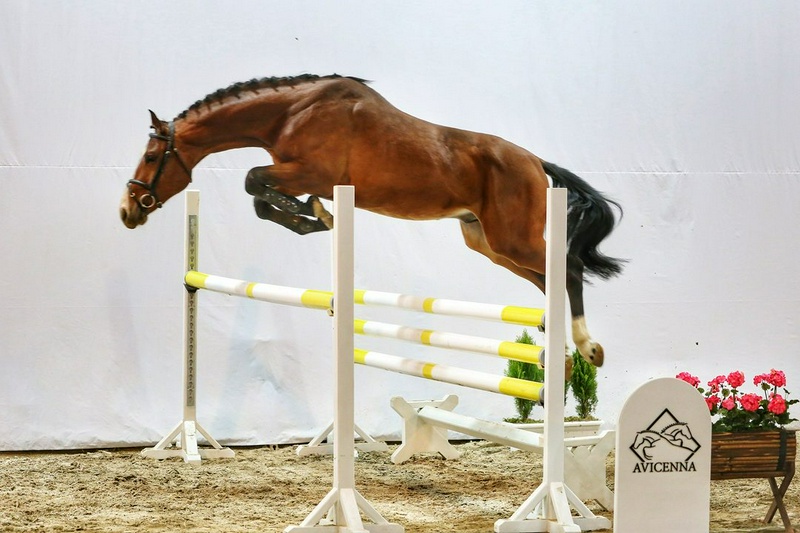 منبع: avicennastall.com