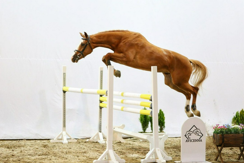 منبع: avicennastall.com