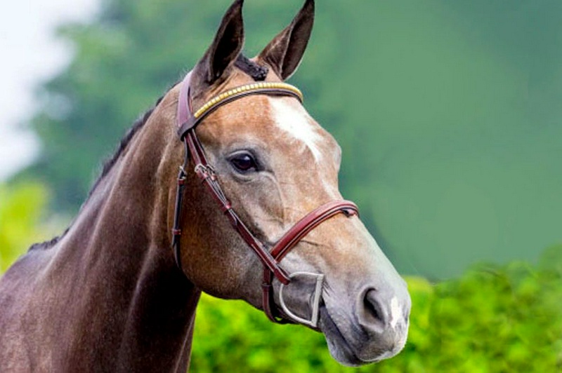 منبع: avicennastall.com
