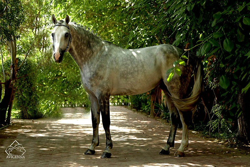 منبع: avicennastall.com