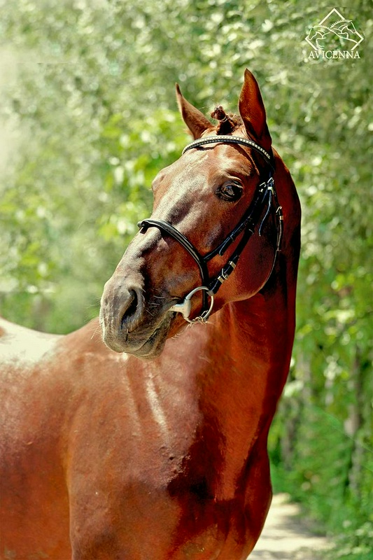 منبع: avicennastall.com