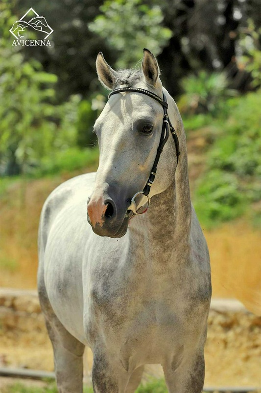 منبع: avicennastall.com
