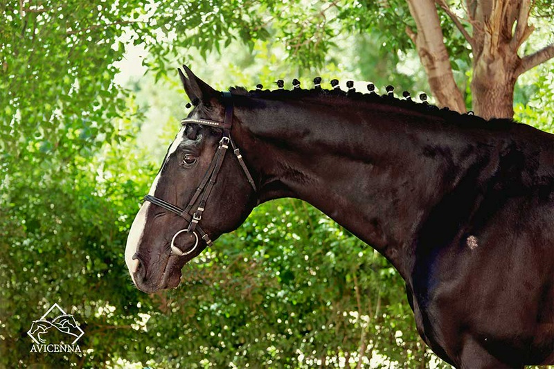 منبع: avicennastall.com