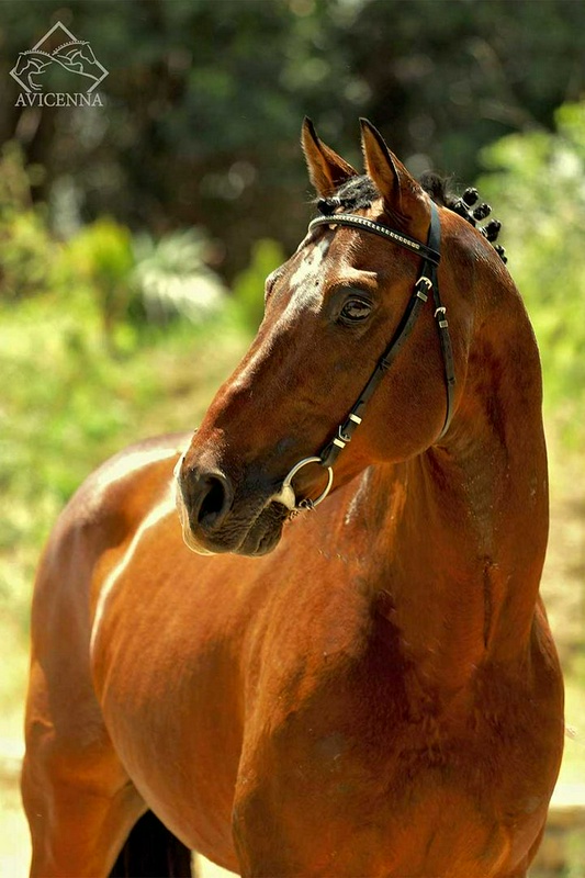 منبع: avicennastall.com