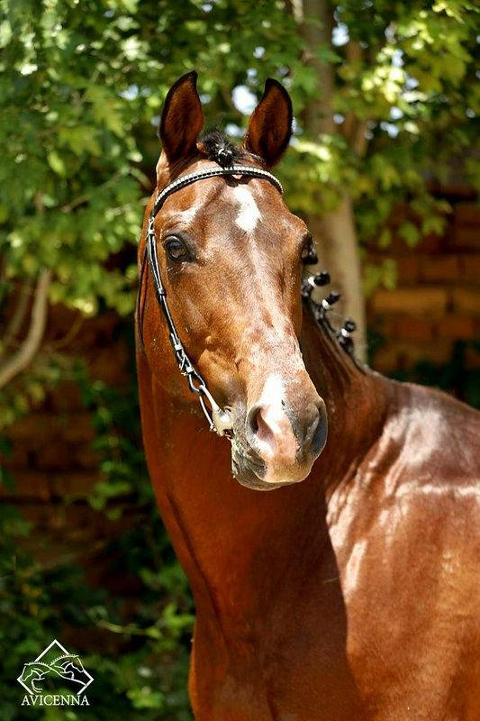 منبع: avicennastall.com