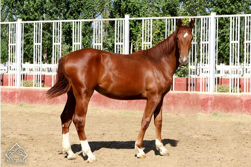 منبع: avicennastall.com