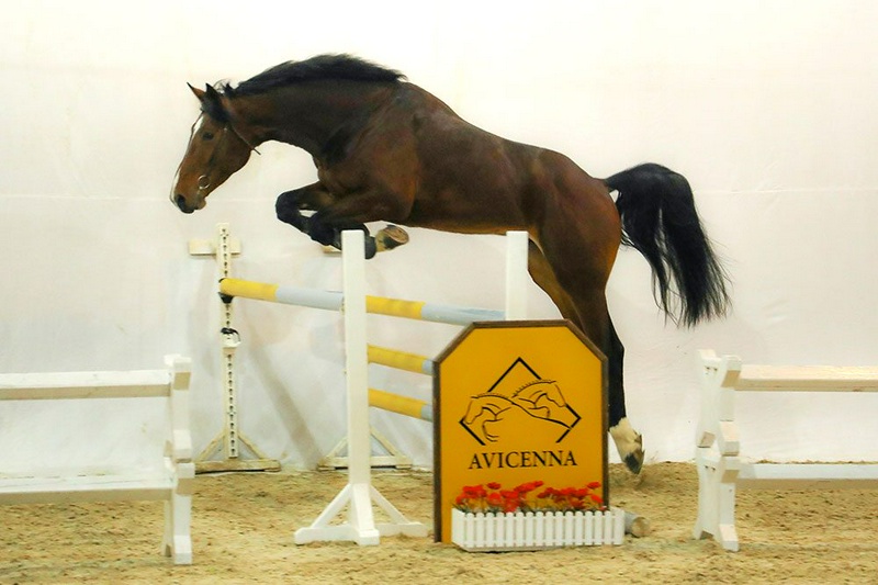 منبع: avicennastall.com