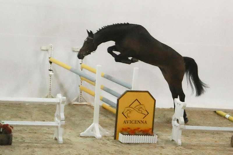 منبع: avicennastall.com