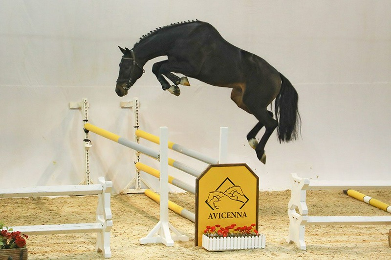 منبع: avicennastall.com