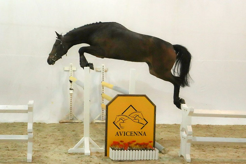 منبع: avicennastall.com