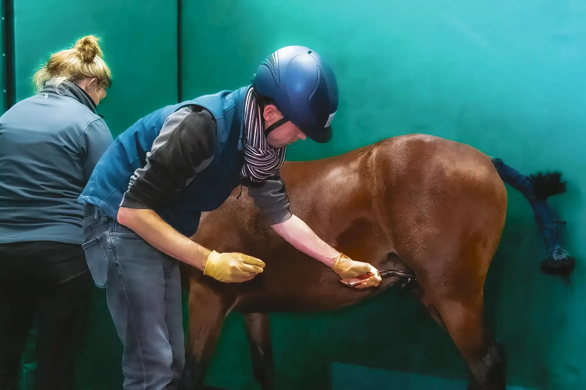 HAH583.

vet_geldings_hormones.

new_castration_pic_fc